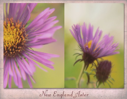 Aster Diptych 