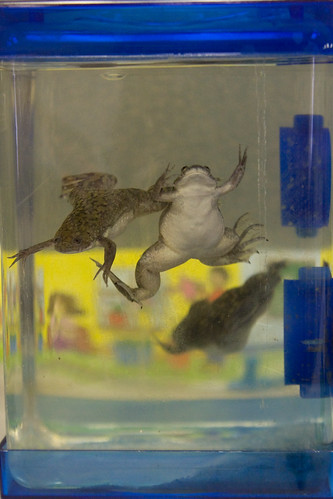 Three Swimmy Frogs