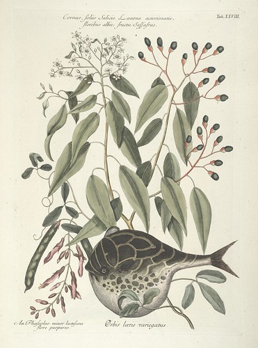 Cornus, foliis Salicis Laurece acuminatis; floribus albis; fructu sassafras AND Orbis laevis variegatus