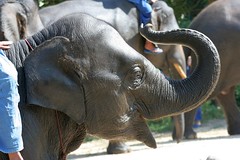 Centre de conservation des elephants - Lampang