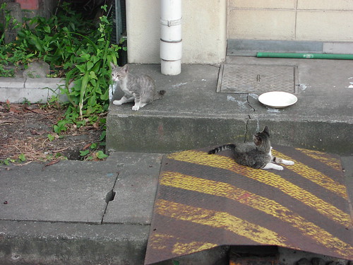 扇町駅の猫/Cats in Ogimachi station