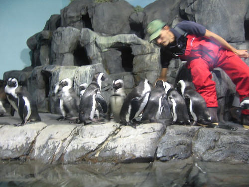 feeding penguins