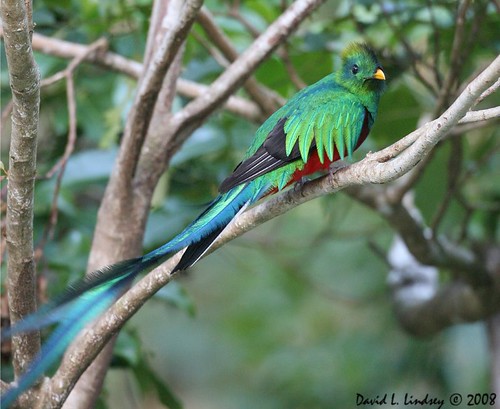 Resplendent Quetzal (Male) by David Lindsey