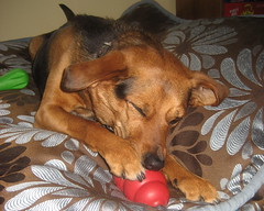 Ms. Maggie excavating goodies from her Kong