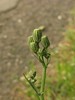 Cichorioid daisy # 1 - buds