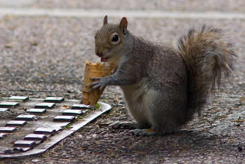 A Squirrel Eating An Ice Cream