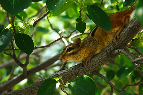 Chipmunk on the tree