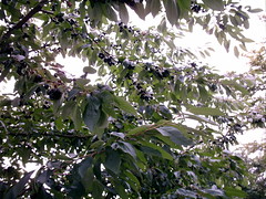 Schwarze Kirschen am Baum