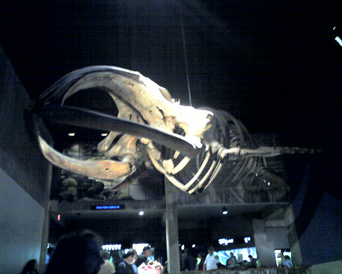 Whale skeleton - New England Aquarium, Boston, MA