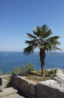 Forte de São Filipe: Palm Tree