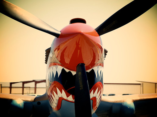 Warbird picture - P-40 Kittyhawk