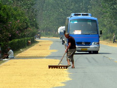 Drying rice on roadside near Huangchuang, Henan Province, China