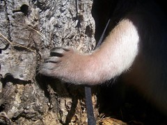 Anteater foot action