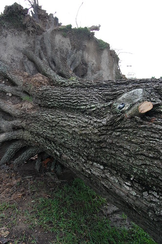 Uprooted Tree