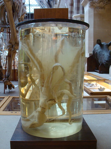 Squid in a jar!