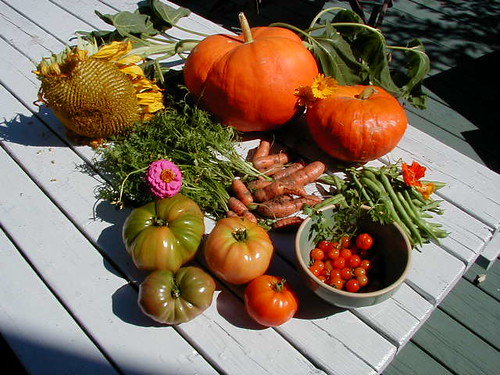 first harvest fall 2003