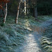 Frozen Woodland Path by scrumsrus