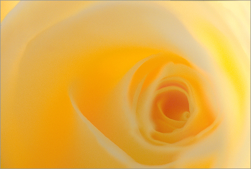 Flower / Yellow Rose / yellow flower / yellow / nature / -  رز زرد - yelrose