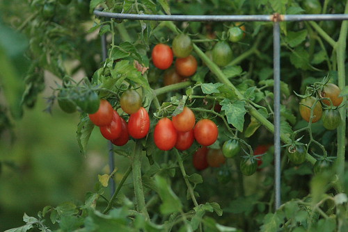galapagos tomatoes
