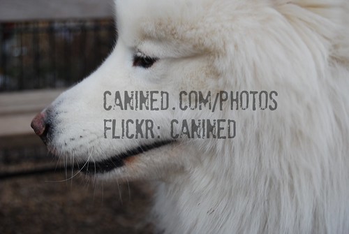 canined nyc: samoyed large dog