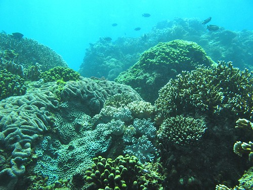 台灣擁有美麗而豐富的珊瑚。郭兆揚攝