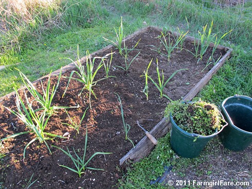 3 Volunteer hardneck garlic in my kitchen garden on 4-5-11 - FarmgirlFare.com