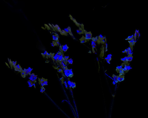 UV Flowers, Plate 1