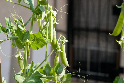 pea pods, just before I picked two and ate them