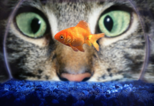 goldfish bowl and cat. Cat looking through Goldfish