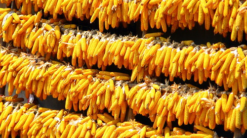 Corn drying in the sun near Shangzhou, Shaanxi Province, China
