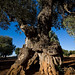 Ulivi di Puglia / Olivetrees from Apulia