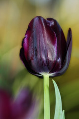 My first Black Tulip