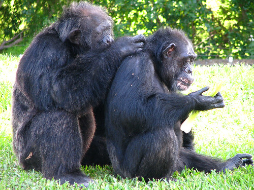 Chimpanzee Monkeys Grooming Each Other - Miami MetroZoo Pictures - Summer 2008 by paulmichaels79uf.