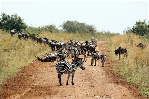 你拍攝的 44 Masai Mara - Zebra。