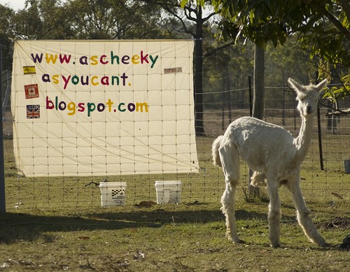 Cheeky banner at alpaca farm
