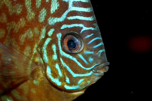 Discus fish close up II. by Kristof Borkowski.