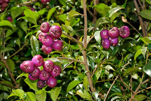 Syzygium paniculatum photo