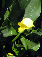 yellow calla lilly