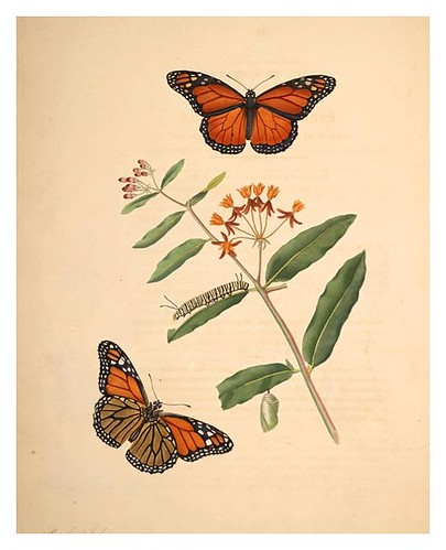 05-Illustration of Papilio Archippus. Asclepias Curassavica 6