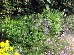 evening primrose spreading through garden