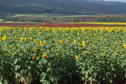 lanai Sunflower+field+oahu