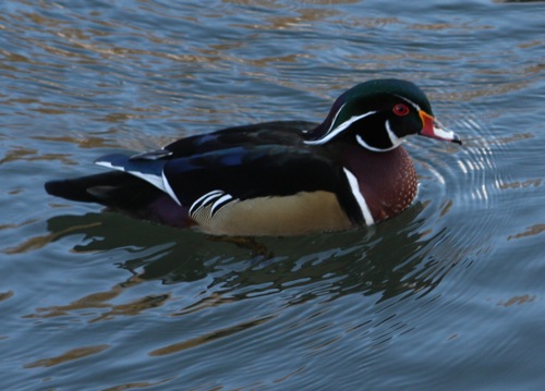 Wood Duck Close-up