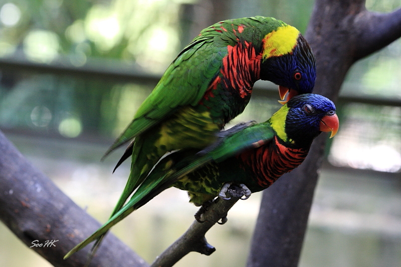 Caught in the Act of Love @ Bird Park KL, Malaysia
