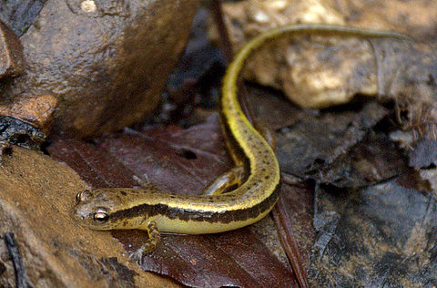 Southern Two-lined Salamander - Gordon County