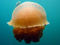 Nice Jellyfish?