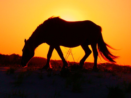 assateague pony sunset cruise