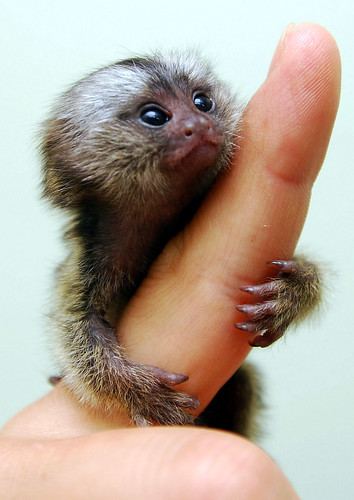 cute baby marmoset