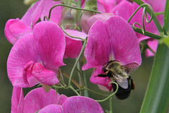bumblebee on pink pea flowers