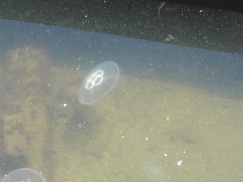 jellyfish!