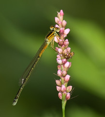 Forktail and Friend